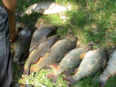 Прикрепленное изображение: DSC02626.JPG